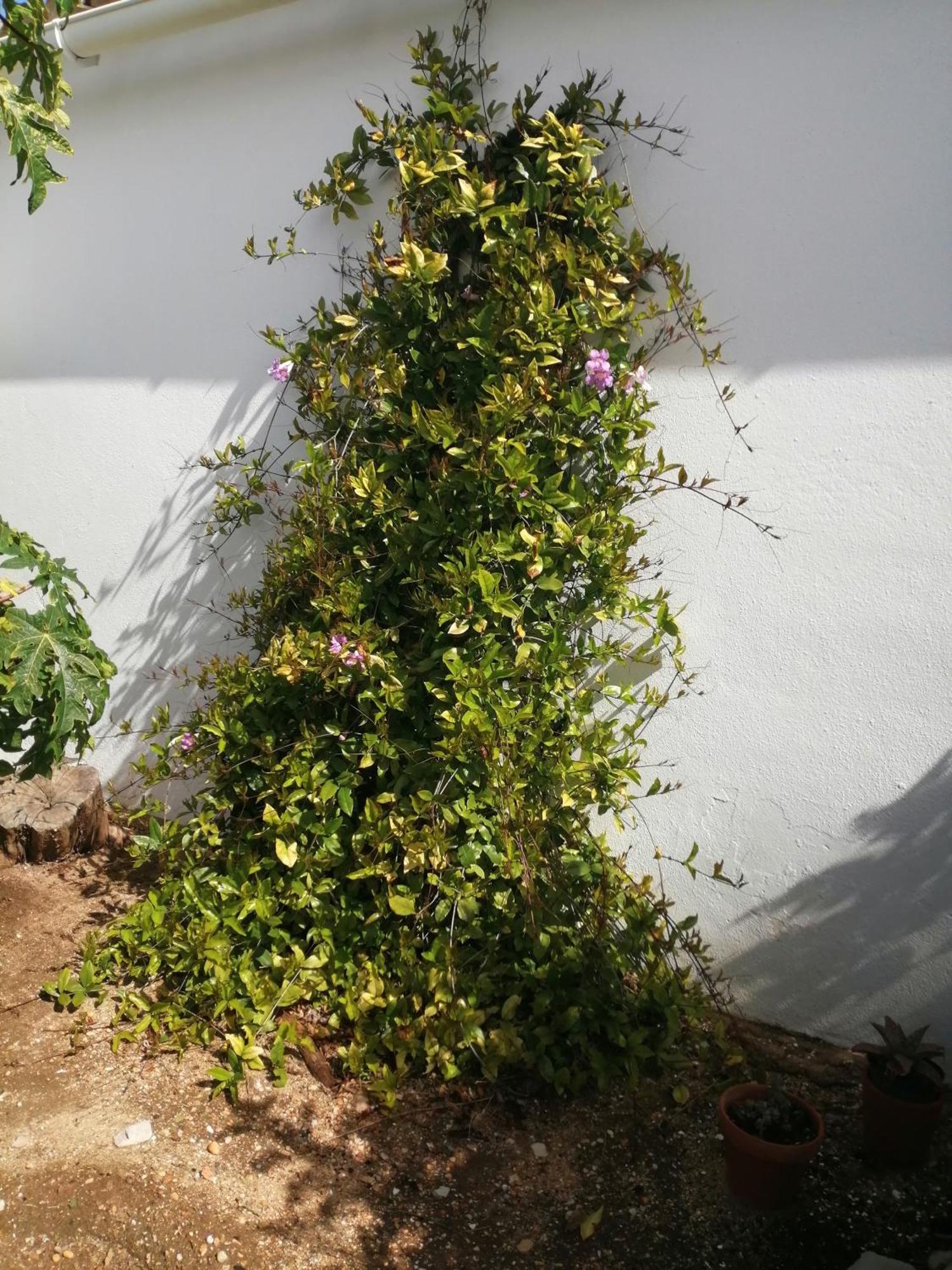 Casa De Medronhal Casa vacanze